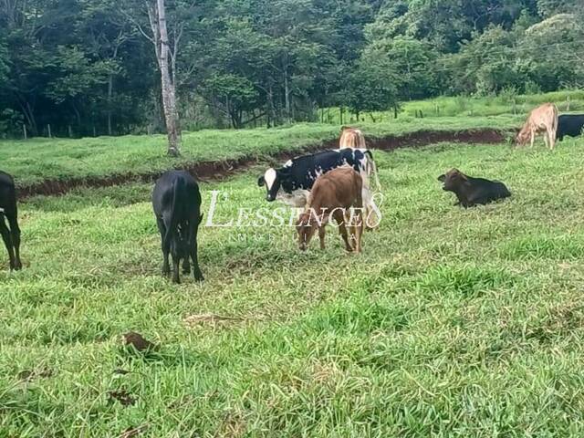 #1156 - Chácara para Venda em Avelinópolis - GO - 3